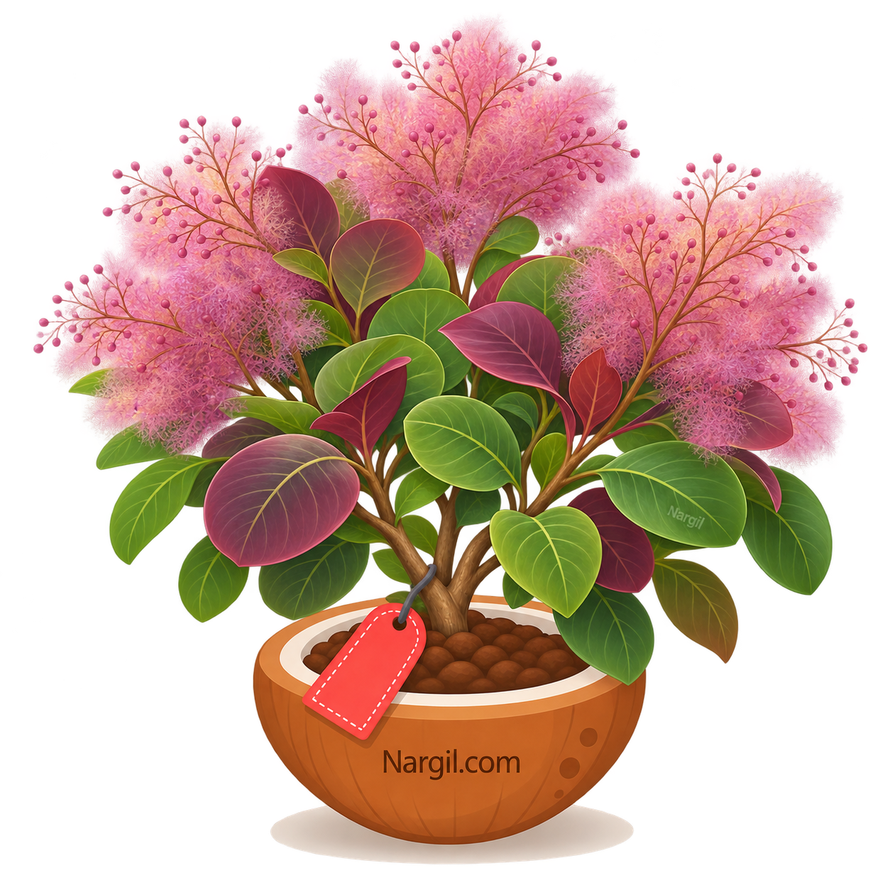 Nargil_Cotinus coggygria